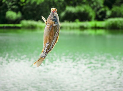 FishingGlass, golden-fish